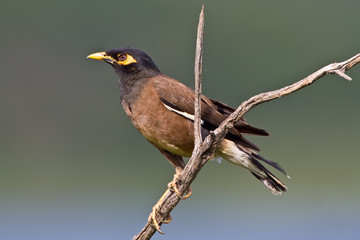 Common Myna