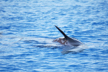 Fototapeta premium dolphin fin