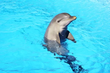 Foto op Plexiglas Dolfijn dolfijn