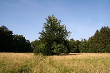 Baum auf Wiese