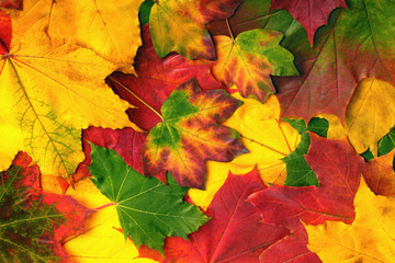 Buntes Herbstlaub
