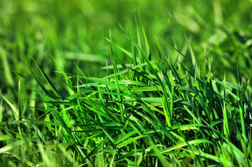 Sedge