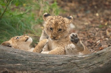 Löwe (Panthera leo)