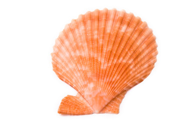 Sea shells isolated