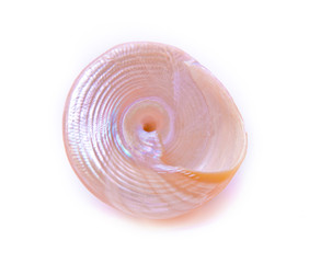 Sea shells isolated