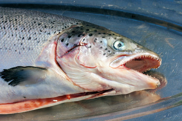 Whole fish on a silver platter