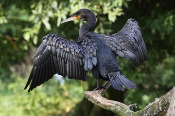 Kormoran