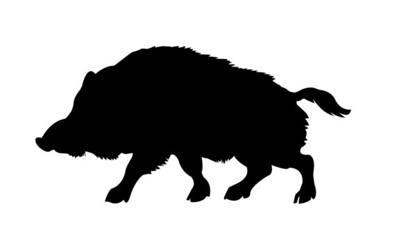 silhouette of the wild  boar isolated on white background