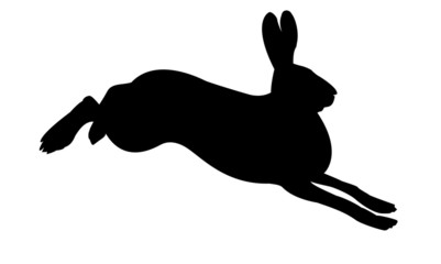Fototapeta premium silhouette of the rabbit on white background