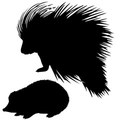 . silhouette of the hedgehog and porcupine