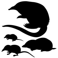 silhouette of the mole, mouse and desmans