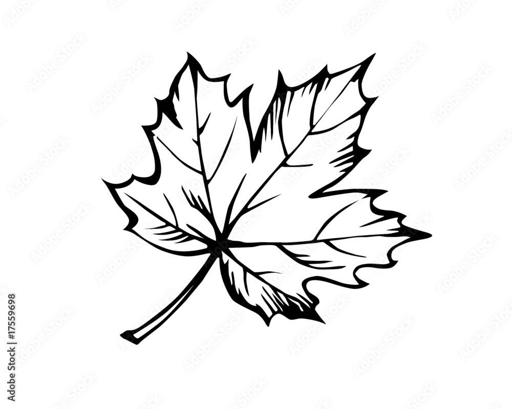 Wall mural . sketch of the sheet of the maple on white background