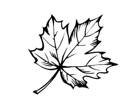. sketch of the sheet of the maple on white background