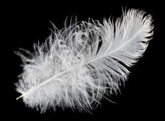 feather isolated