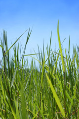 grass and blue sky