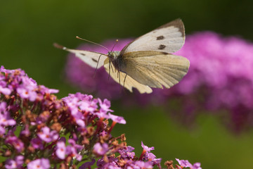 fliegender Kohlweißling
