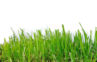 Isolated grass