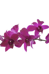 Branch of violet orchid