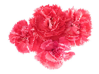 pink carnation flowers Dianthus caryophyllus
