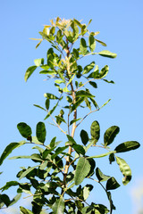 tige arbuste faux-poivrier