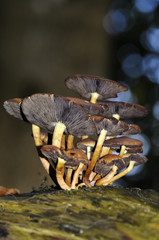 Background - Pilze
