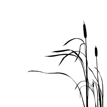 recommend clip art: silhouette of the reed isolated on white background