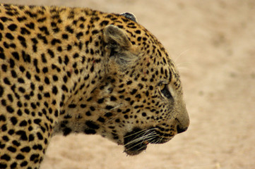 leopard 10