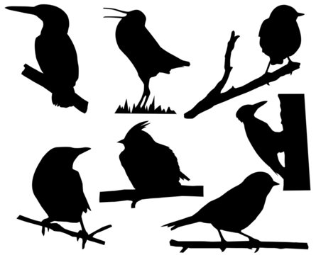 silhouette of the small birds on branch tree