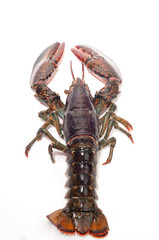 Lobster