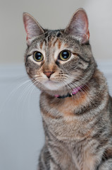 Cat in a Studio Setting