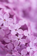 Naklejka na ściany i meble Background from fragrant lilac blossoms