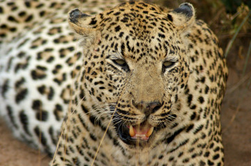 Fototapeta na wymiar leopard 11