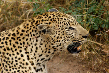 leopard 12