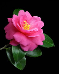 Obraz na płótnie Canvas Camellia 'Christmas Rose'