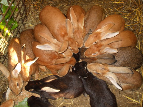 lapin