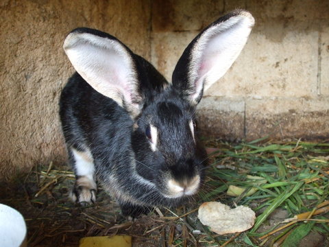 lapin