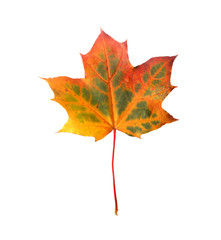 Isolated autumn leaf