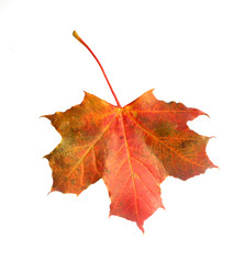 Isolated autumn leaf