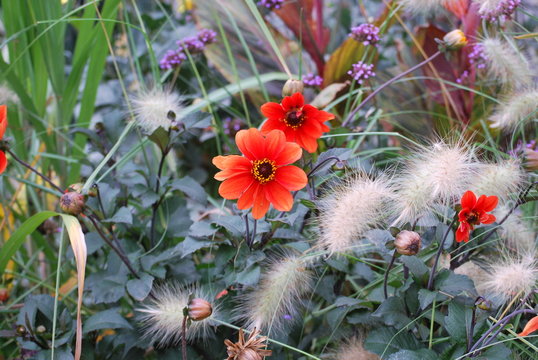 fleur
