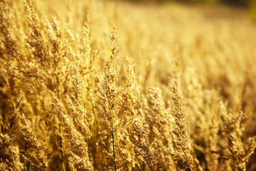 yellow autumn grass and sunset