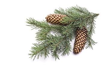 Fir tree branch with cones