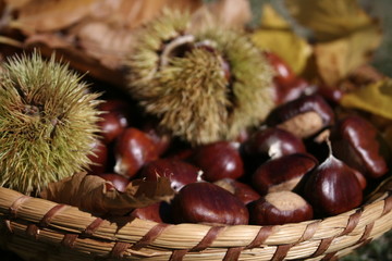 Ch&acirc;taigne et bogue (C&eacute;vennes)