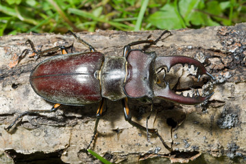 Male of Stag-beetle 4