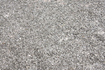 Sunflower seeds