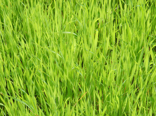 Obraz premium Slightly blurred green grass background