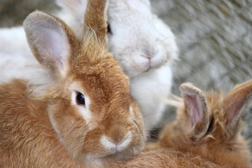 Obraz premium うさぎのグループ