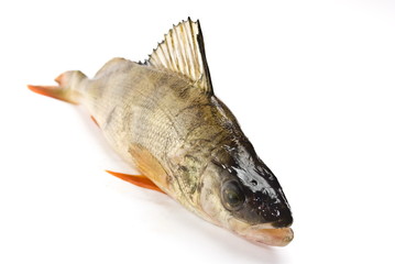 Perch