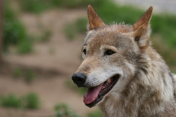 “Smiling” wolf (with an open mouth)