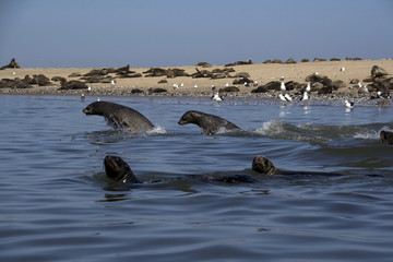 Fototapeta premium Kayaking around Pelican Point