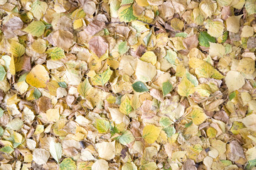 Background from autumn leaves of different colours.